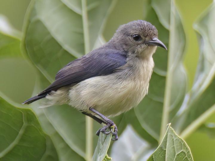 Javan Flowerpecker