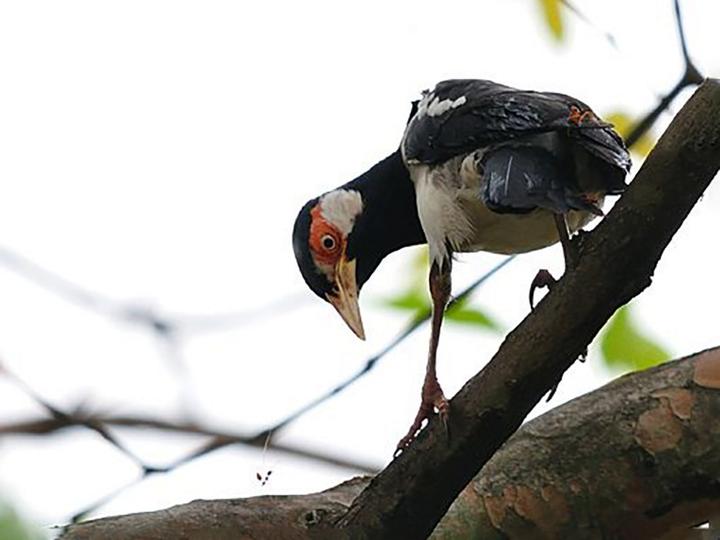 Javan Pied Myna