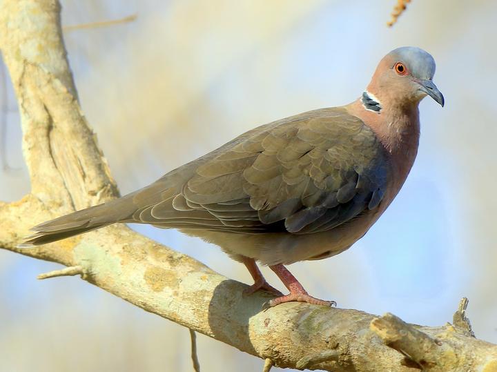Sunda Collared Dove