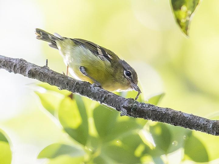 Trilling Shrike-babbler