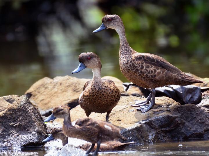 Sunda Teal