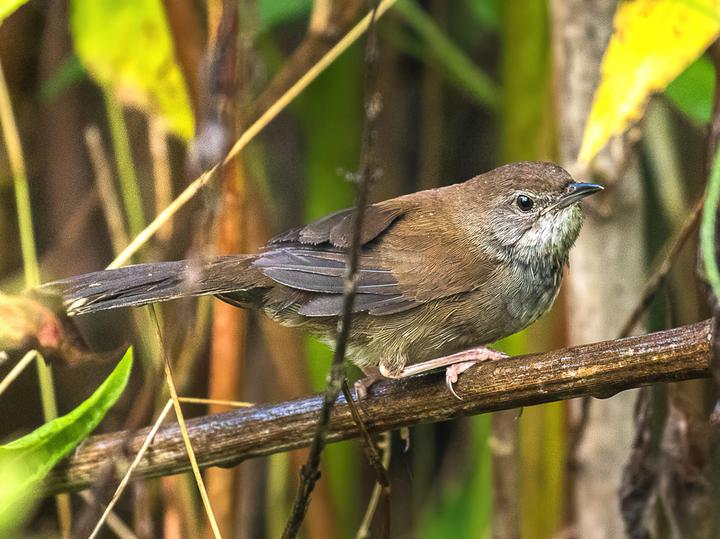 Javan Bush Warbler