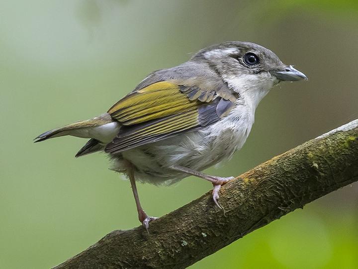 Pied Shrike-babbler