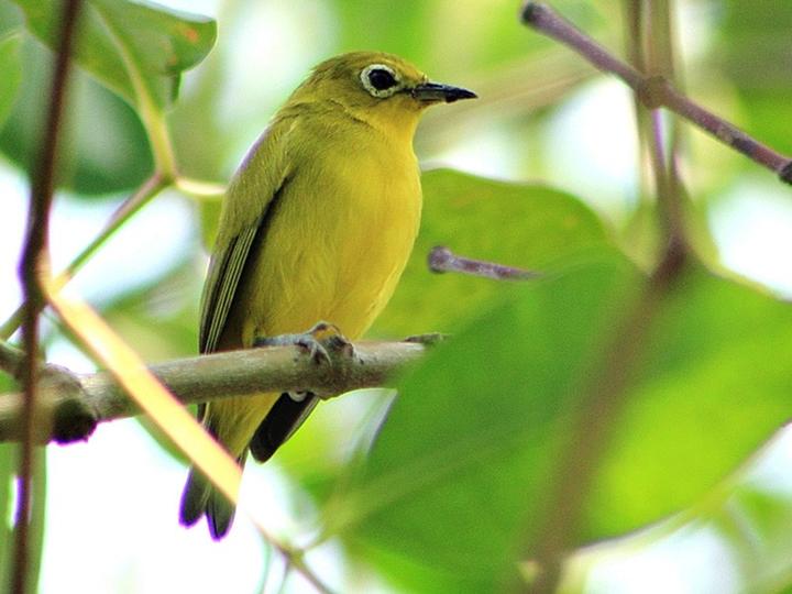 Javan White-eye