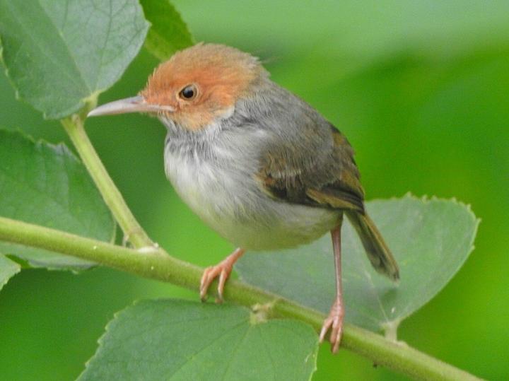 Olive-backed Tailorbird
