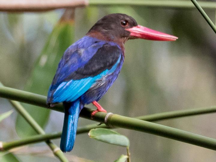 Javan Kingfisher