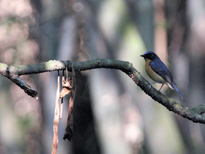 Javan Blue Flycatcher