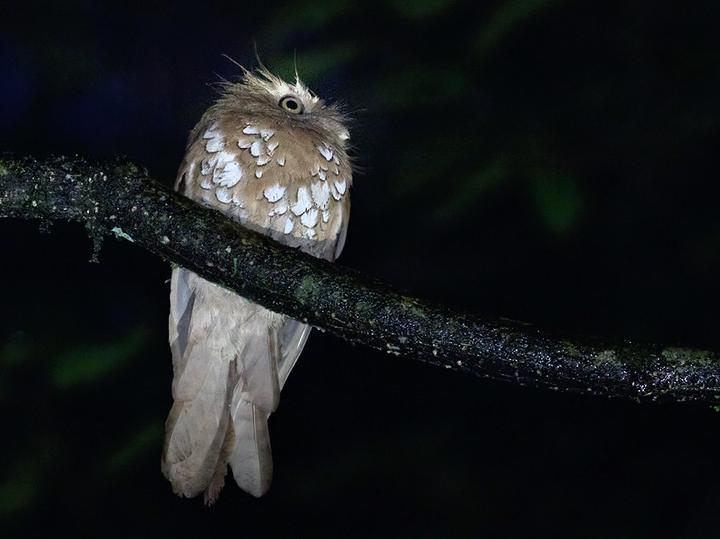 Javan Frogmouth