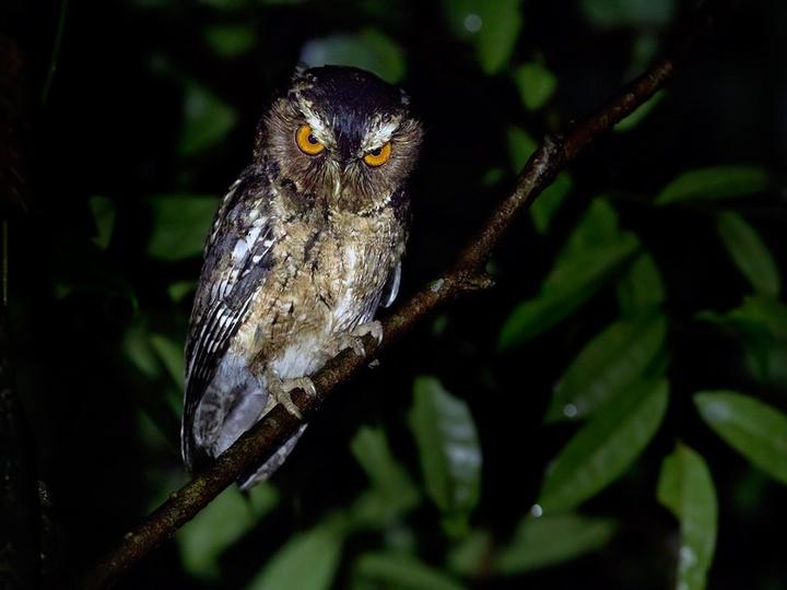 Javan Scops Owl