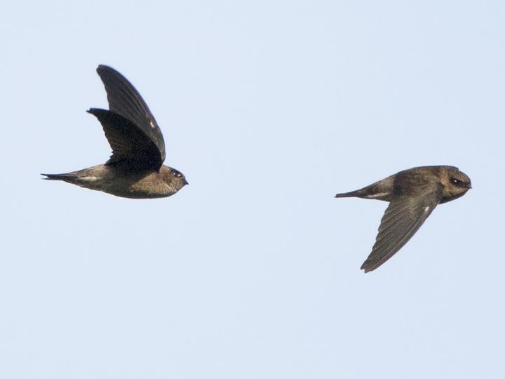 Edible-nest Swiftlet