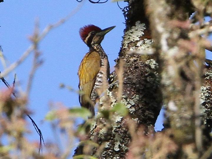 Javan Flameback