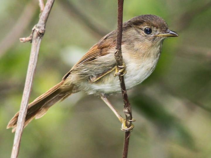 Javan Fulvetta
