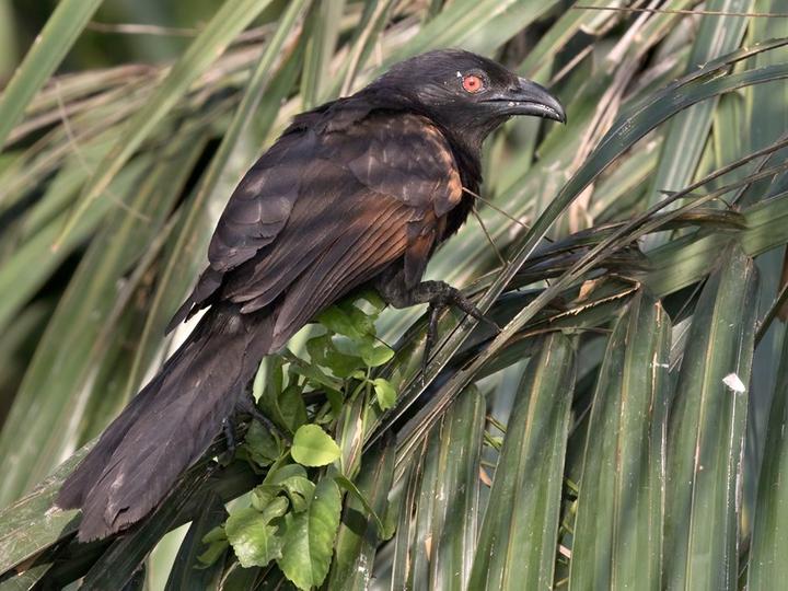 Sunda Coucal