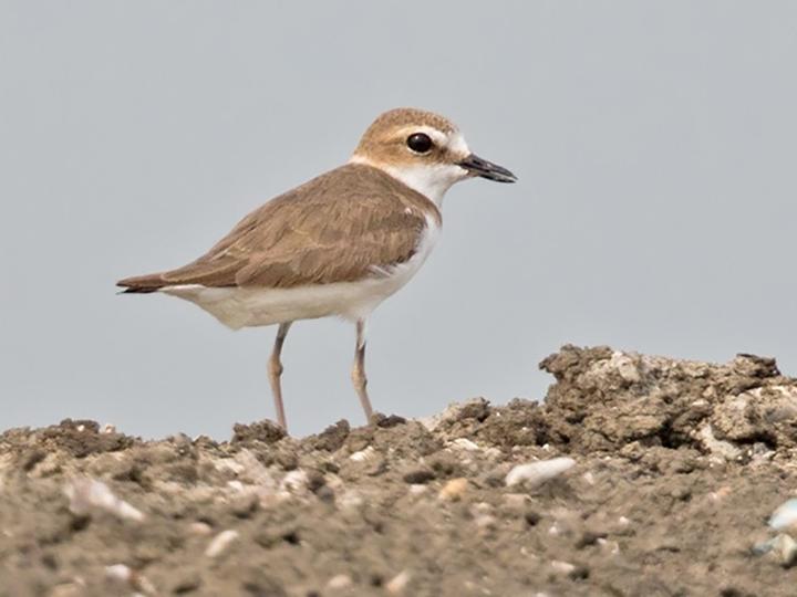 Javan Plover