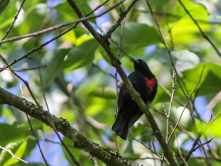 Javan Oriole