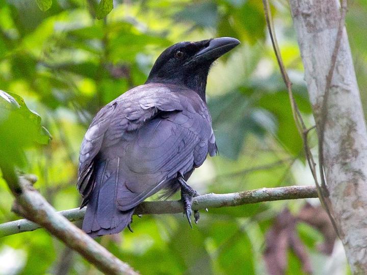 Jamaican Crow