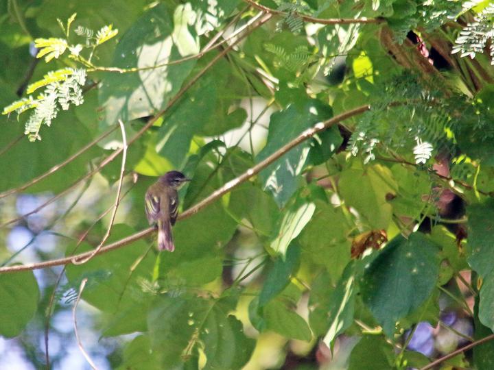 Jamaican Elaenia