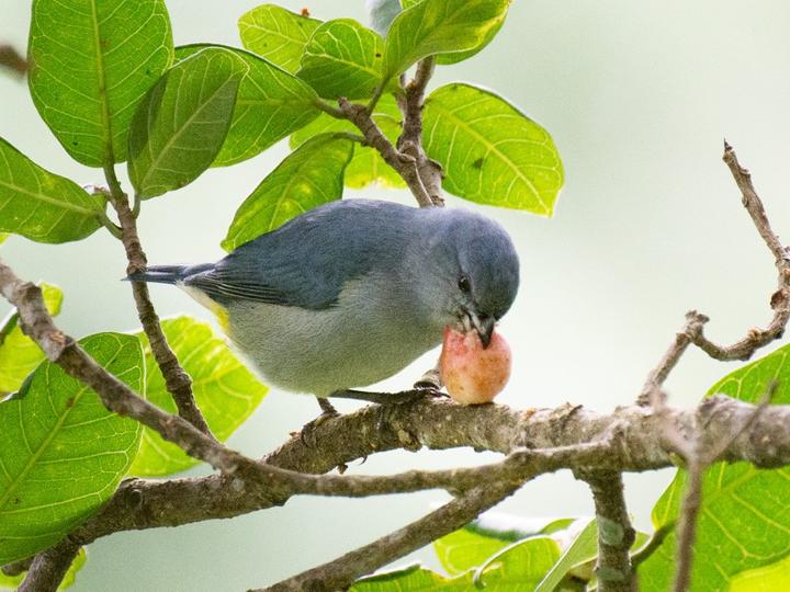 Jamaican Euphonia