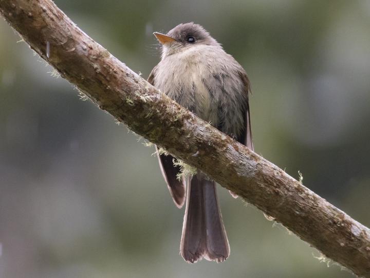 Jamaican Pewee