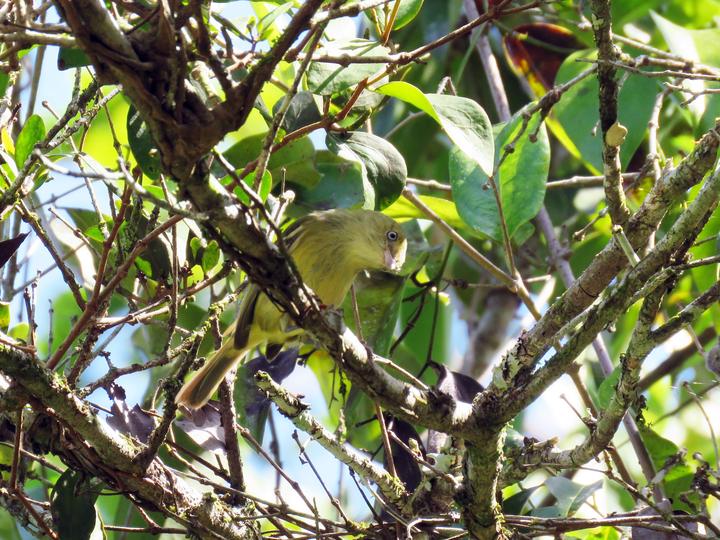 Jamaican Vireo