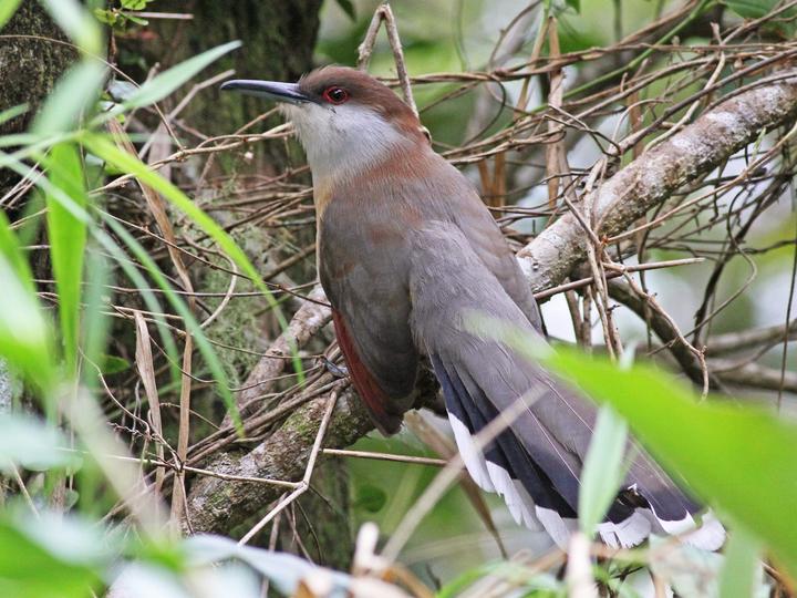 Jamaican Lizard Cuckoo
