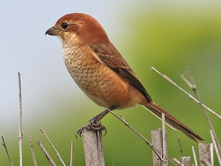 Bull-headed Shrike