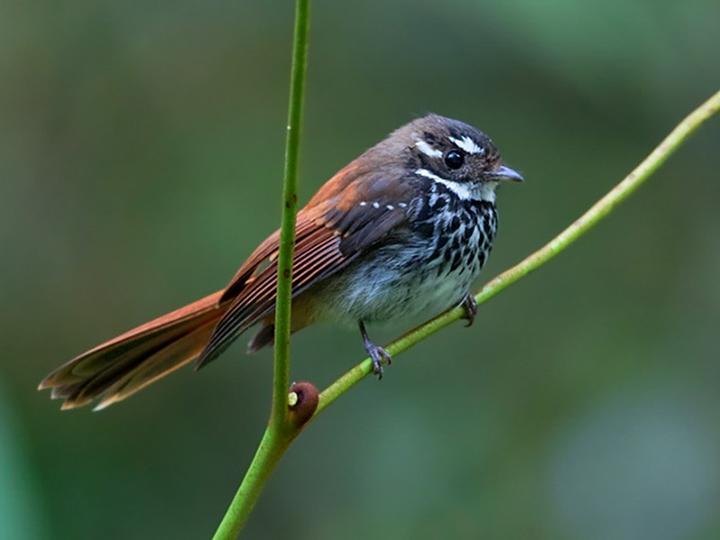 Streak-breasted Fantail