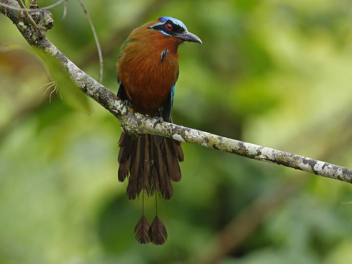 Trinidad Motmot