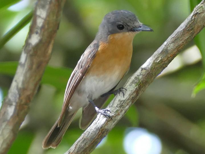Chuuk Flycatcher