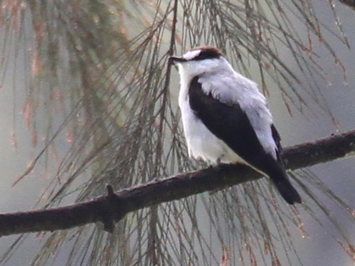 Torrent Flyrobin