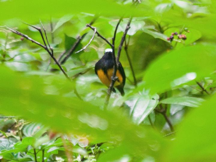 Orange-bellied Manakin