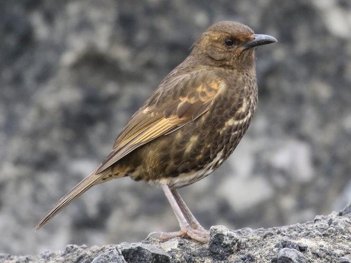 Tristan Thrush