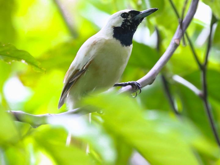 Chuuk Monarch