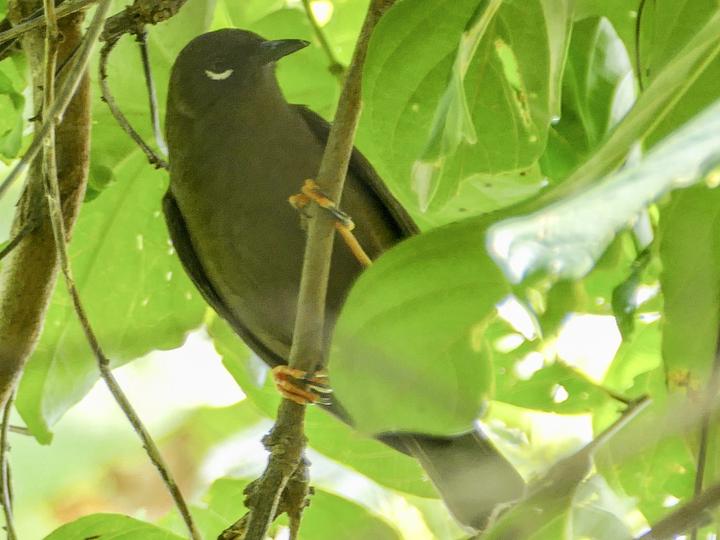 Teardrop White-eye