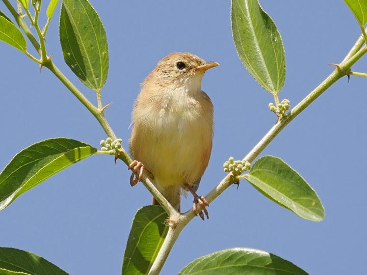 Foxy Cisticola