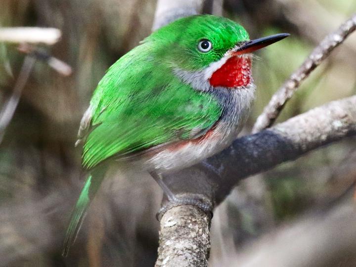 Narrow-billed Tody