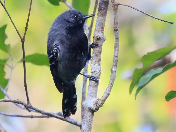 Narrow-billed Antwren