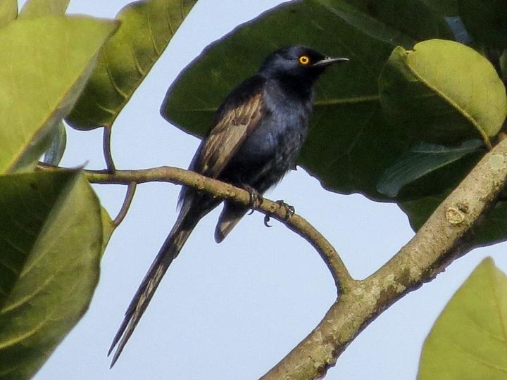 Narrow-tailed Starling