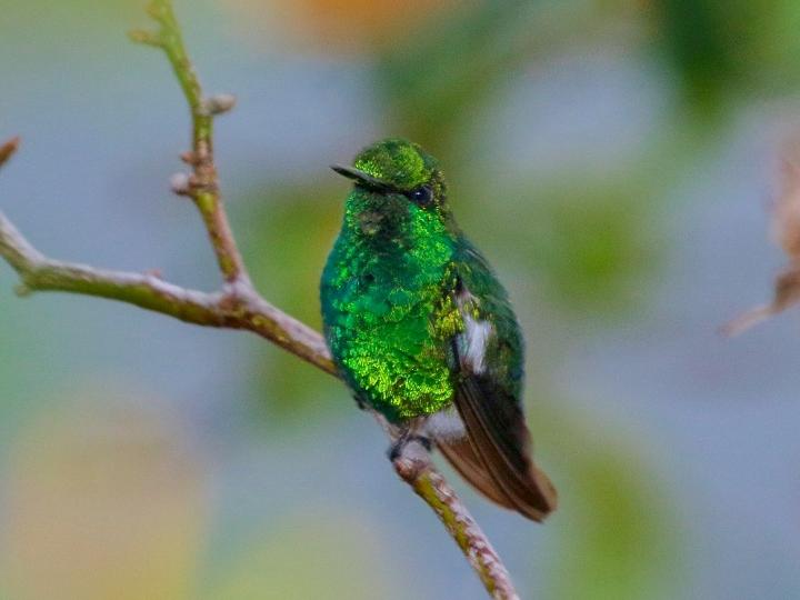 Narrow-tailed Emerald