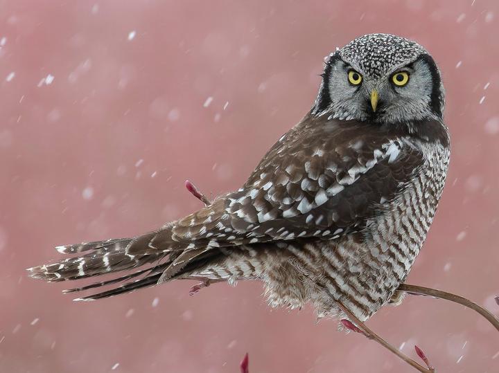 Northern Hawk-Owl
