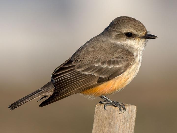Scarlet Flycatcher