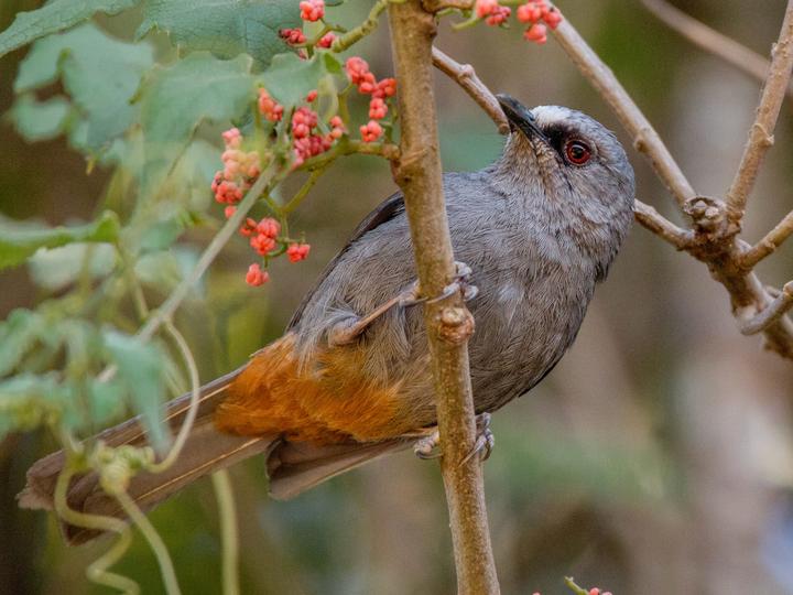Abyssinian Catbird