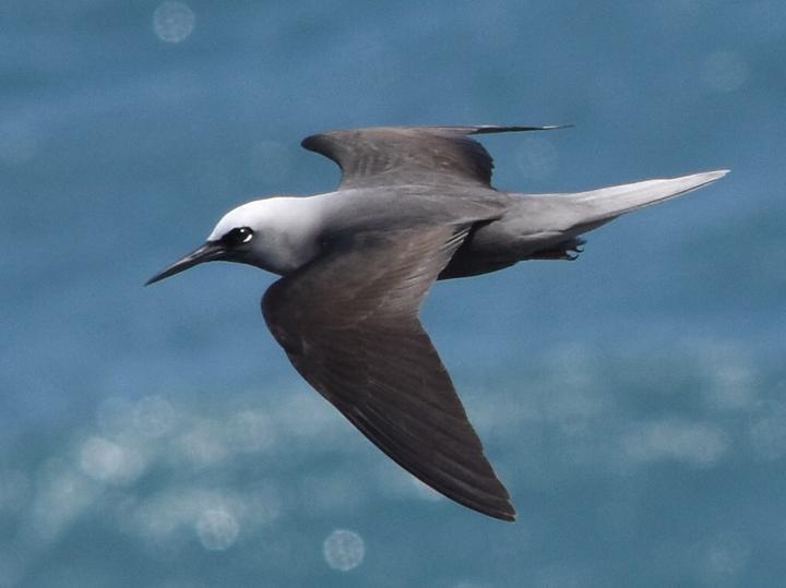 Black Noddy