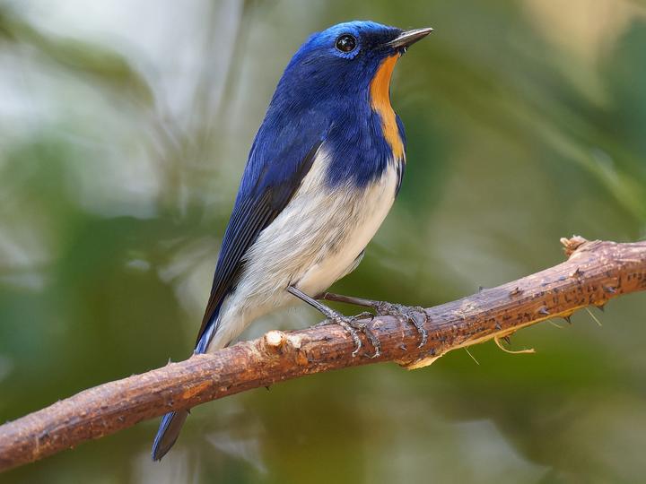Sapphire Flycatcher