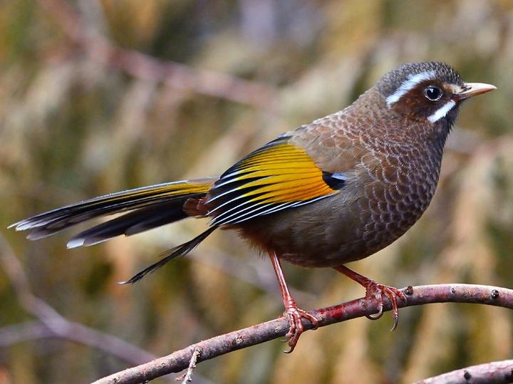 White-whiskered Laughingthrush