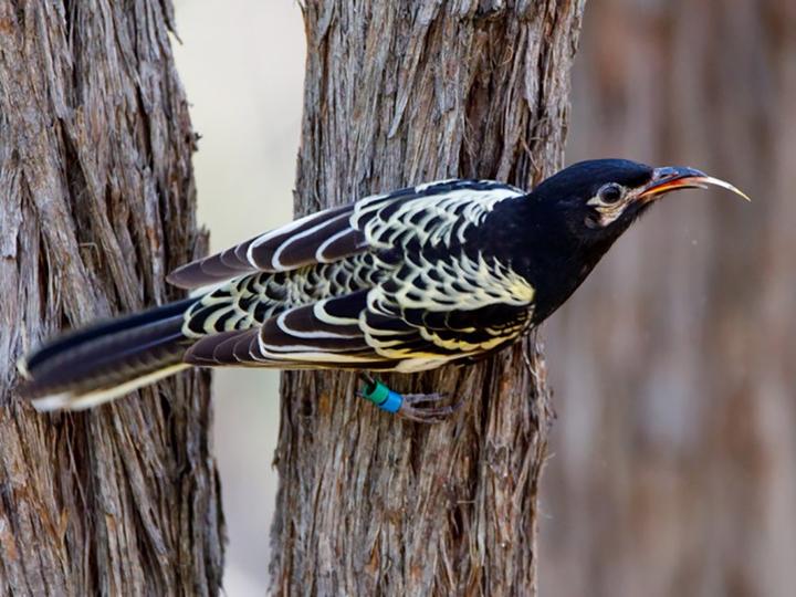 Regent Honeyeater