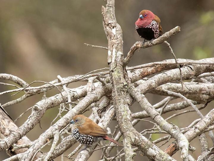 Pink-throated Twinspot