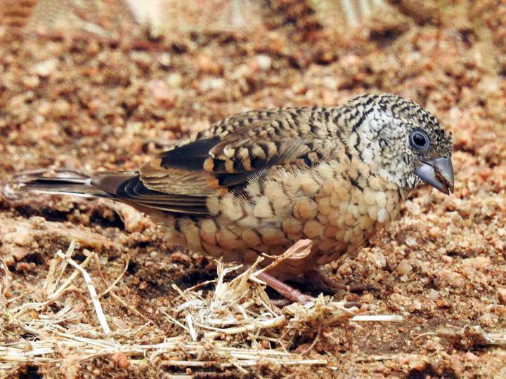 Cut-throat Finch