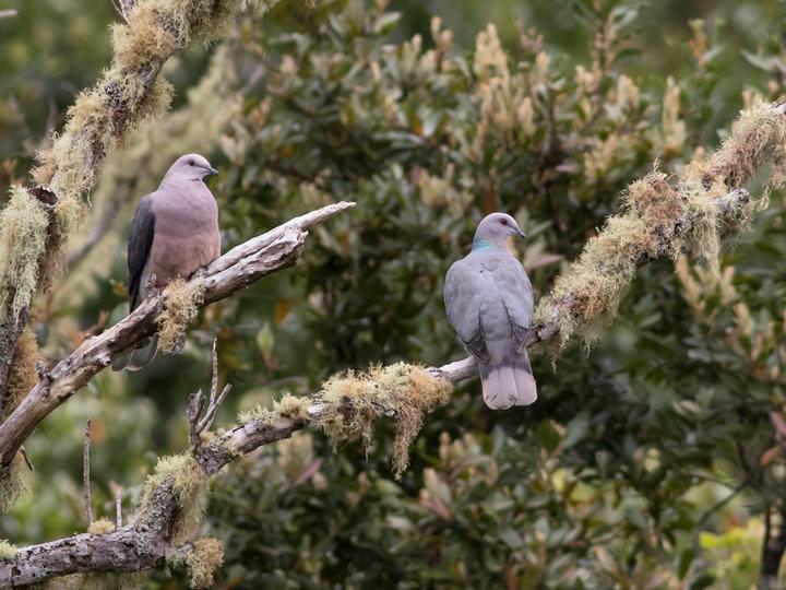 Ring-tailed Pigeon