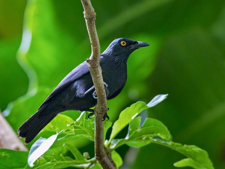 Atoll Starling